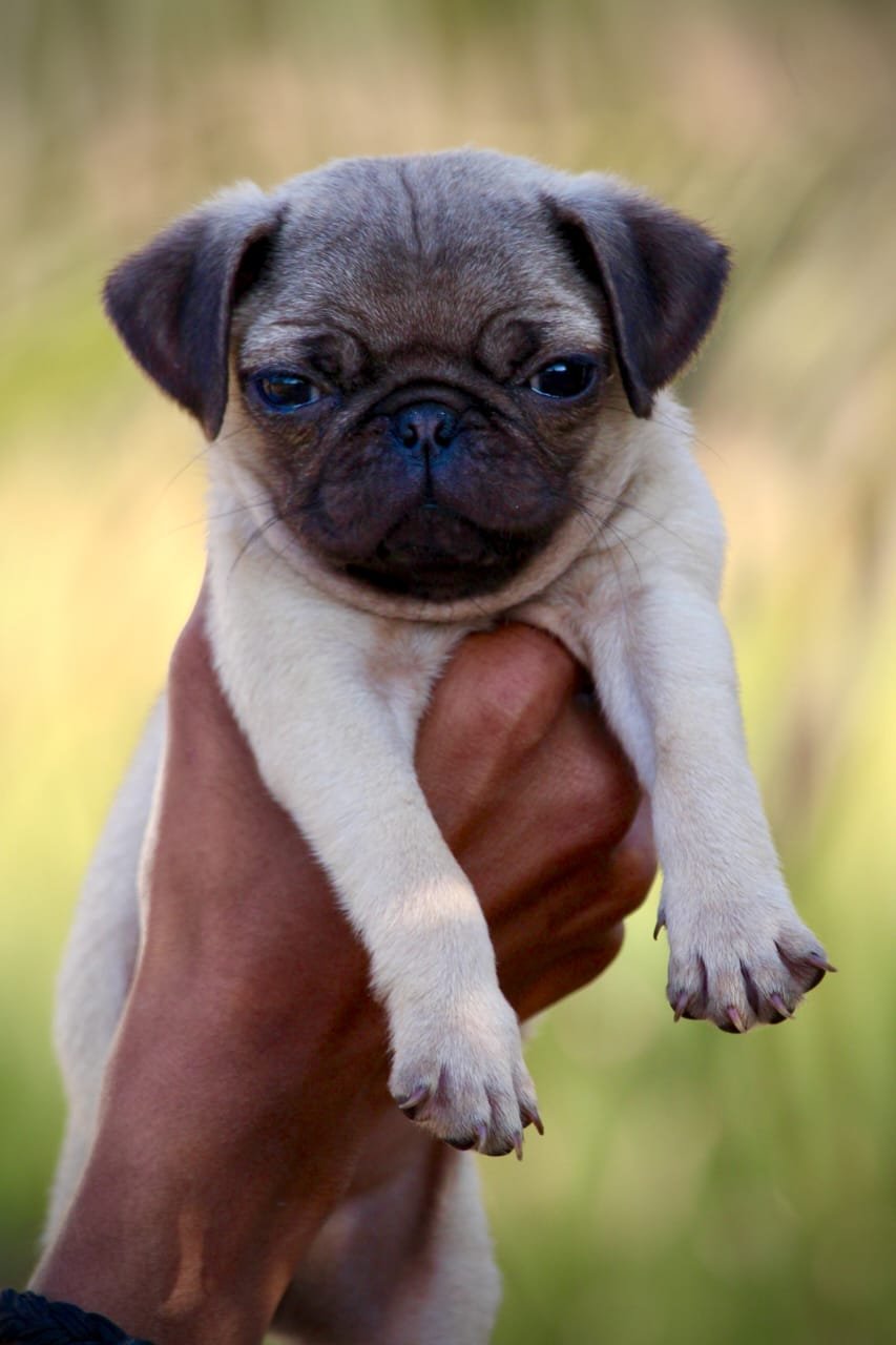 Buy Vaccinated  Pug Puppy from  India
